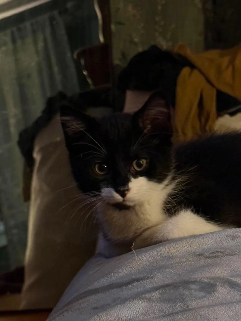 Binx thumbnail 4