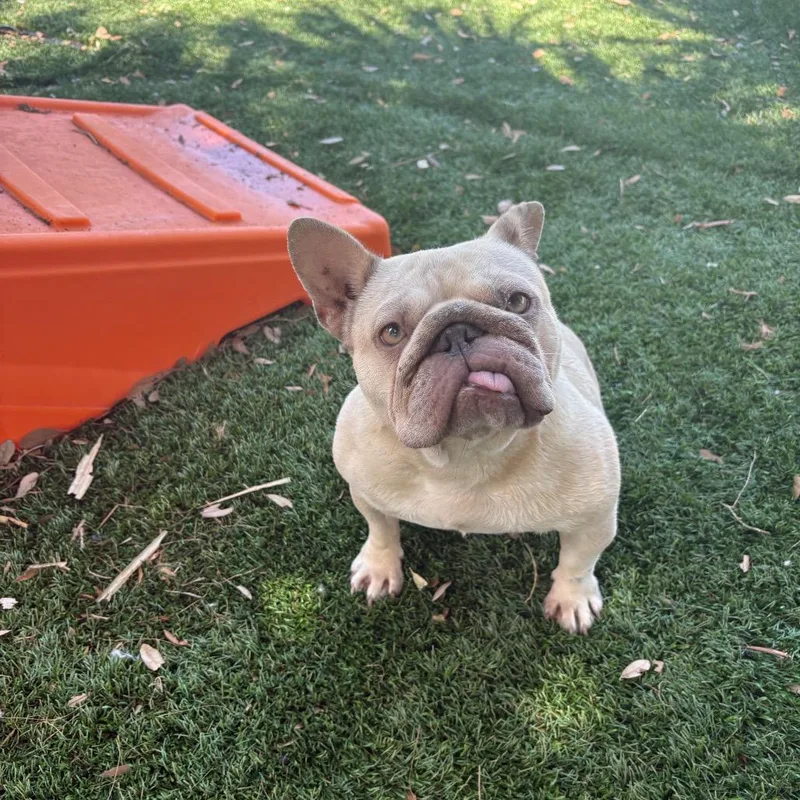 An adult small-sized female Yellow / Tan / Blond / Fawn French Bulldog dog named Marshmallow for adoption in Port Richey, FL