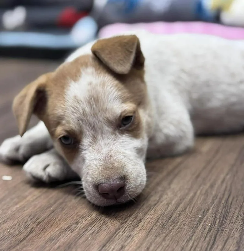 A baby small-sized male Tricolor (Brown, Black, & White) Cattle Dog dog named Mowgli for adoption in WARNER ROBINS, GA