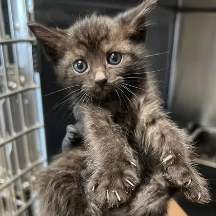 A baby small-sized female Black Domestic Short Hair cat named Nugget for adoption in Redwood City, CA