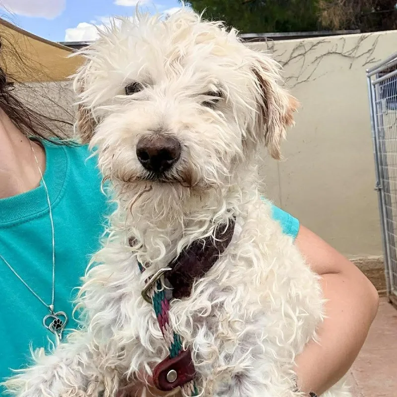 A senior small-sized male Yellow / Tan / Blond / Fawn Mixed Breed dog named Elmer for adoption in Las Cruces, NM