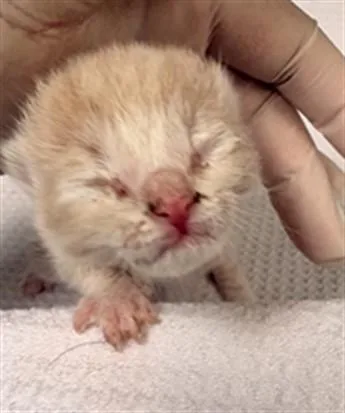A baby small-sized female Domestic Short Hair cat named Whipped Cream for adoption in Riverside, CA