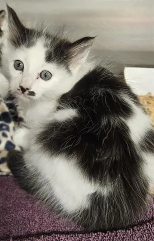 A baby small-sized male Domestic Medium Hair cat named Shadow for adoption in San Martin, CA