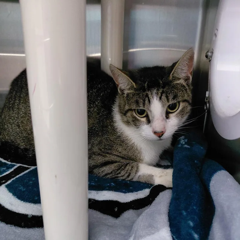An adult medium-sized male Gray / Blue / Silver Domestic Short Hair cat named Pat for adoption in Philadelphia, PA