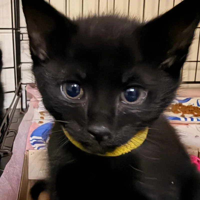 A baby small-sized male Black Domestic Short Hair cat named Mangosteen for adoption in Durham, NC