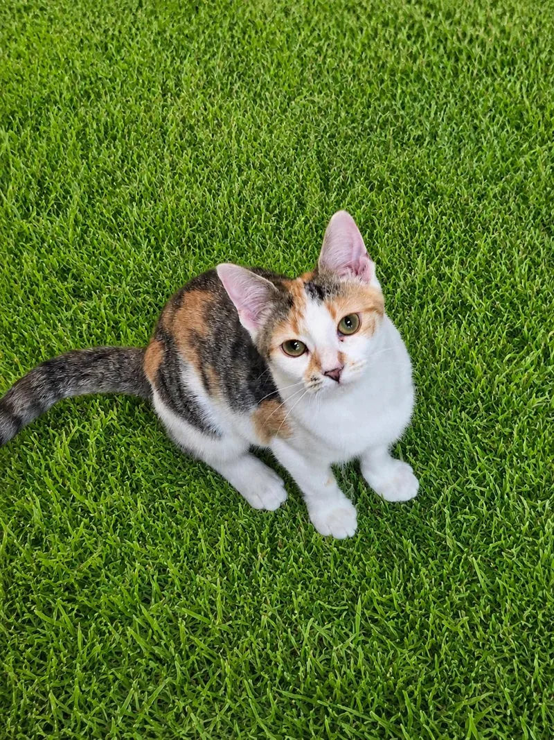 A baby small-sized female Calico Domestic Short Hair cat named Fallon for adoption in Carthage, NC