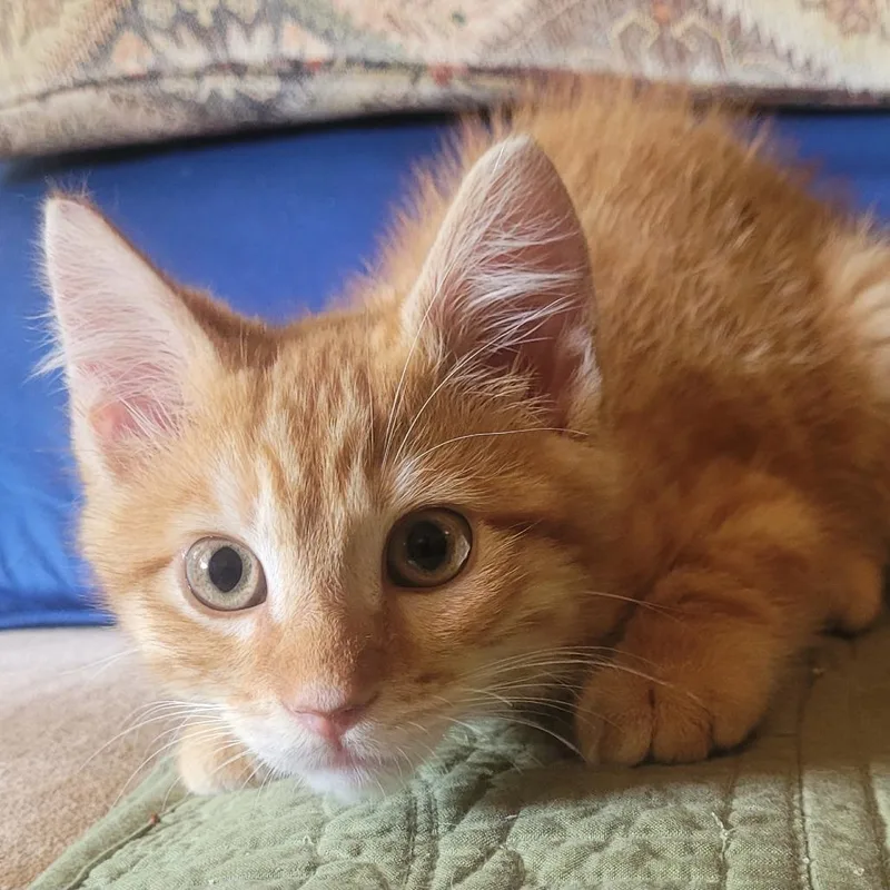 Rufus thumbnail 2