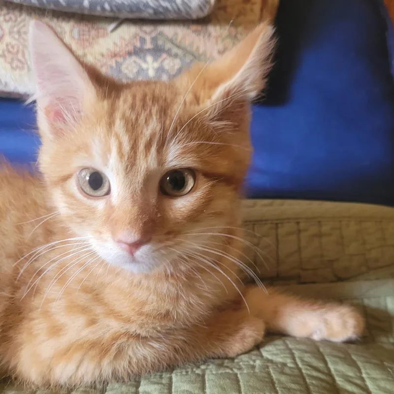 Rufus thumbnail 4