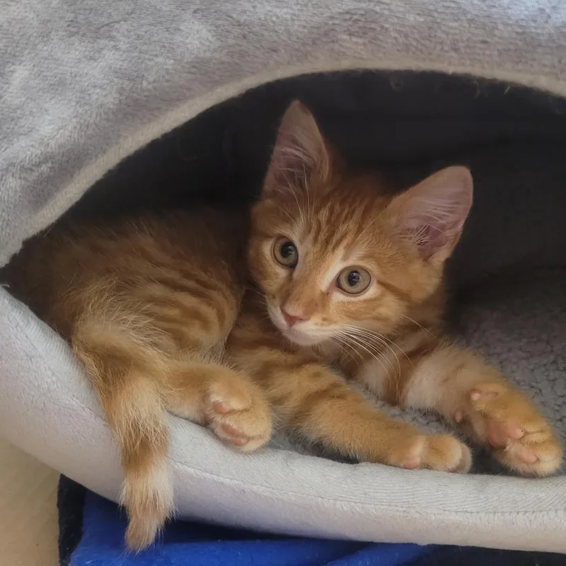 Rufus thumbnail 5