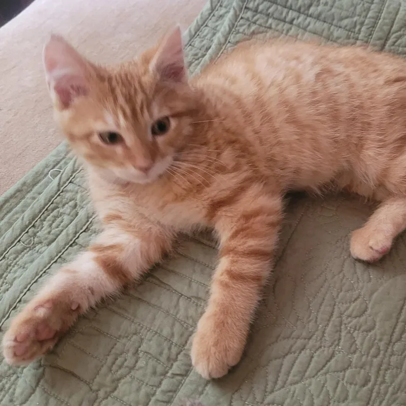 Rufus thumbnail 6