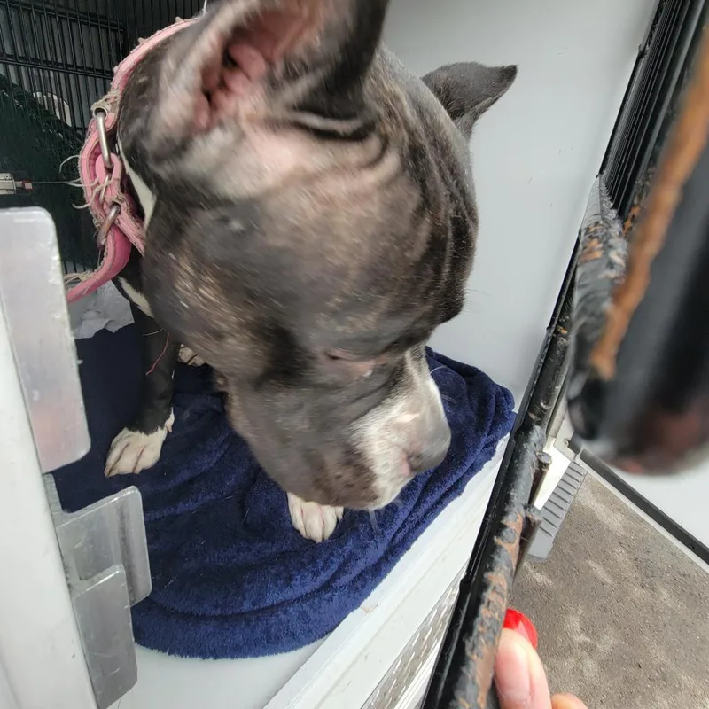 A senior large-sized female Black Pit Bull Terrier dog named Jewels for adoption in Philadelphia, PA