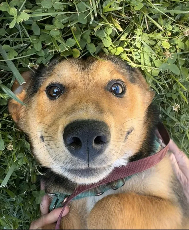 A young large-sized female German Shepherd Dog dog named Amber for adoption in Newport, KY