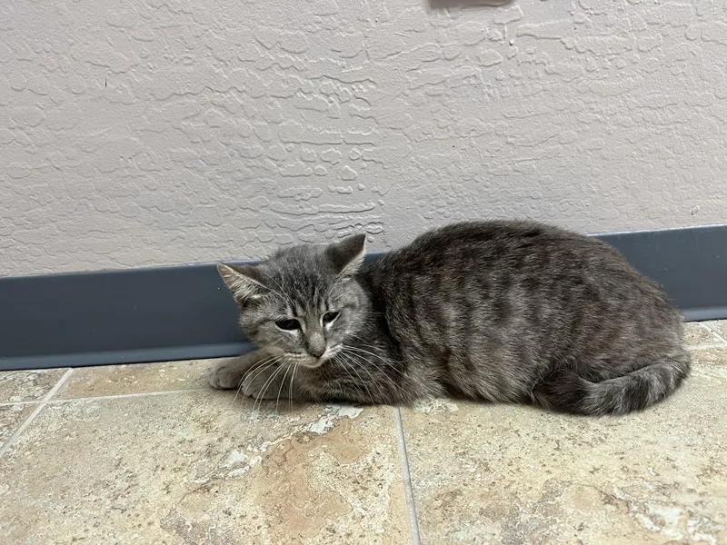 An adult medium-sized male Domestic Short Hair cat named Ajax Angel for adoption in Fountain Hills, AZ