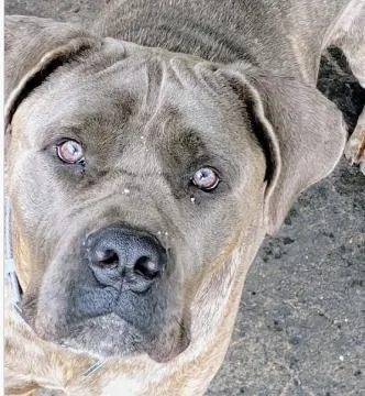 An adult extra large-sized male Brindle Bullmastiff dog named Henry for adoption in Frazier Park, CA
