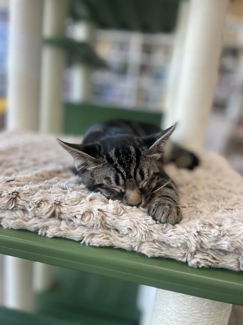A baby medium-sized male Tabby (Gray / Blue / Silver) Domestic Short Hair cat named Rumble for adoption in Petaluma, CA
