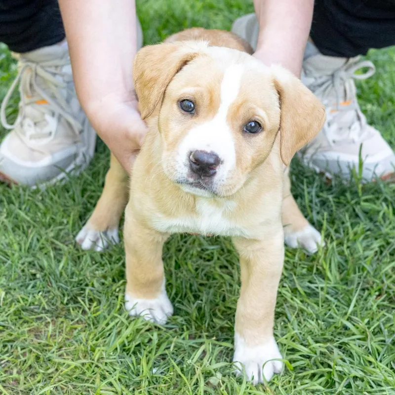A baby medium-sized male Yellow / Tan / Blond / Fawn American Bulldog dog named Miloavail for adoption in West Grove, PA