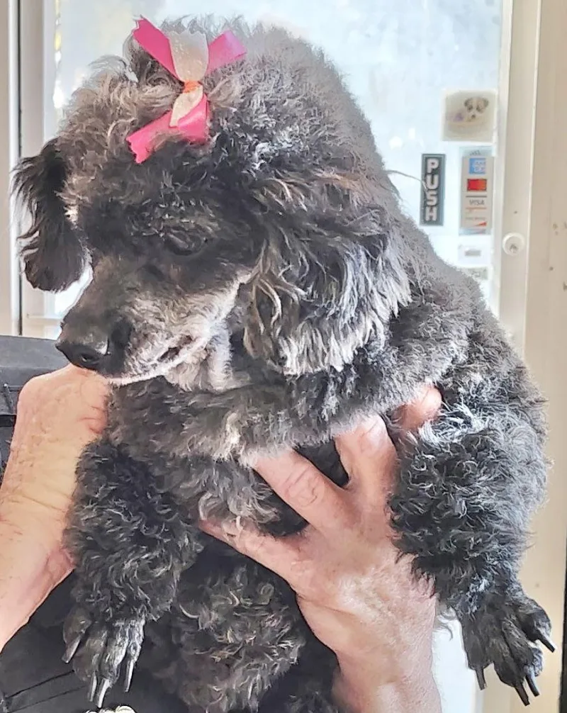 Gracie Lou thumbnail 2