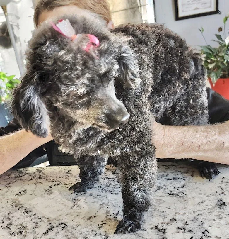 Gracie Lou thumbnail 3