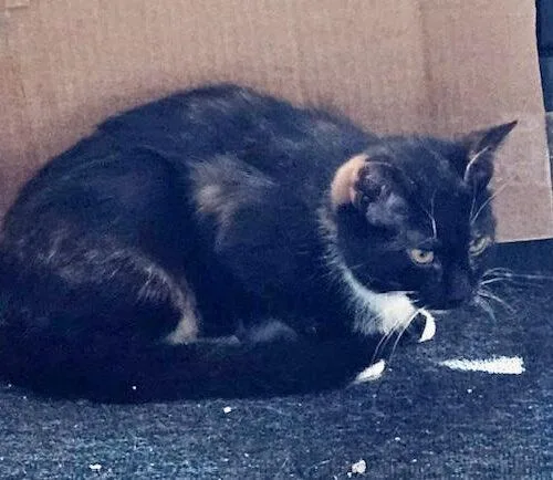 A baby small-sized female Tortoiseshell Domestic Short Hair cat named Detour for adoption in Canal Winchester, OH
