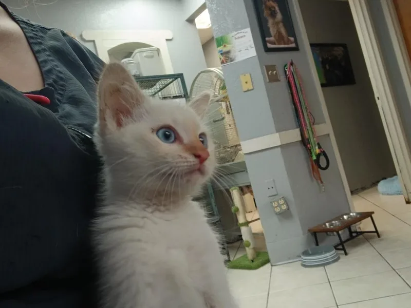 A baby small-sized male Domestic Short Hair cat named Tl for adoption in Fort Worth, TX