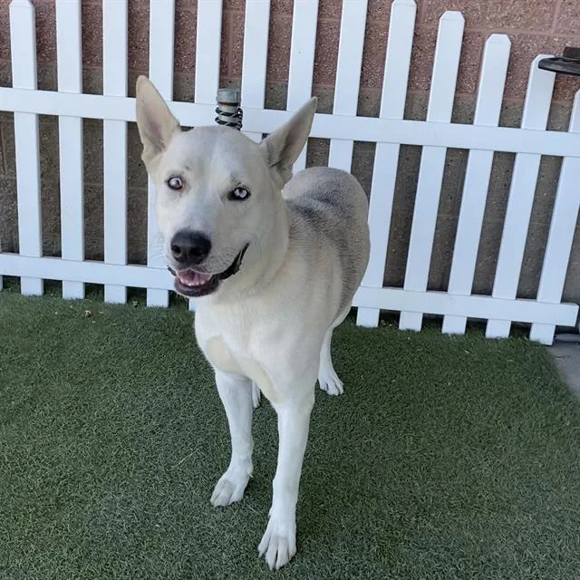 An adult extra large-sized male Siberian Husky dog named Erik for adoption in Modesto, CA