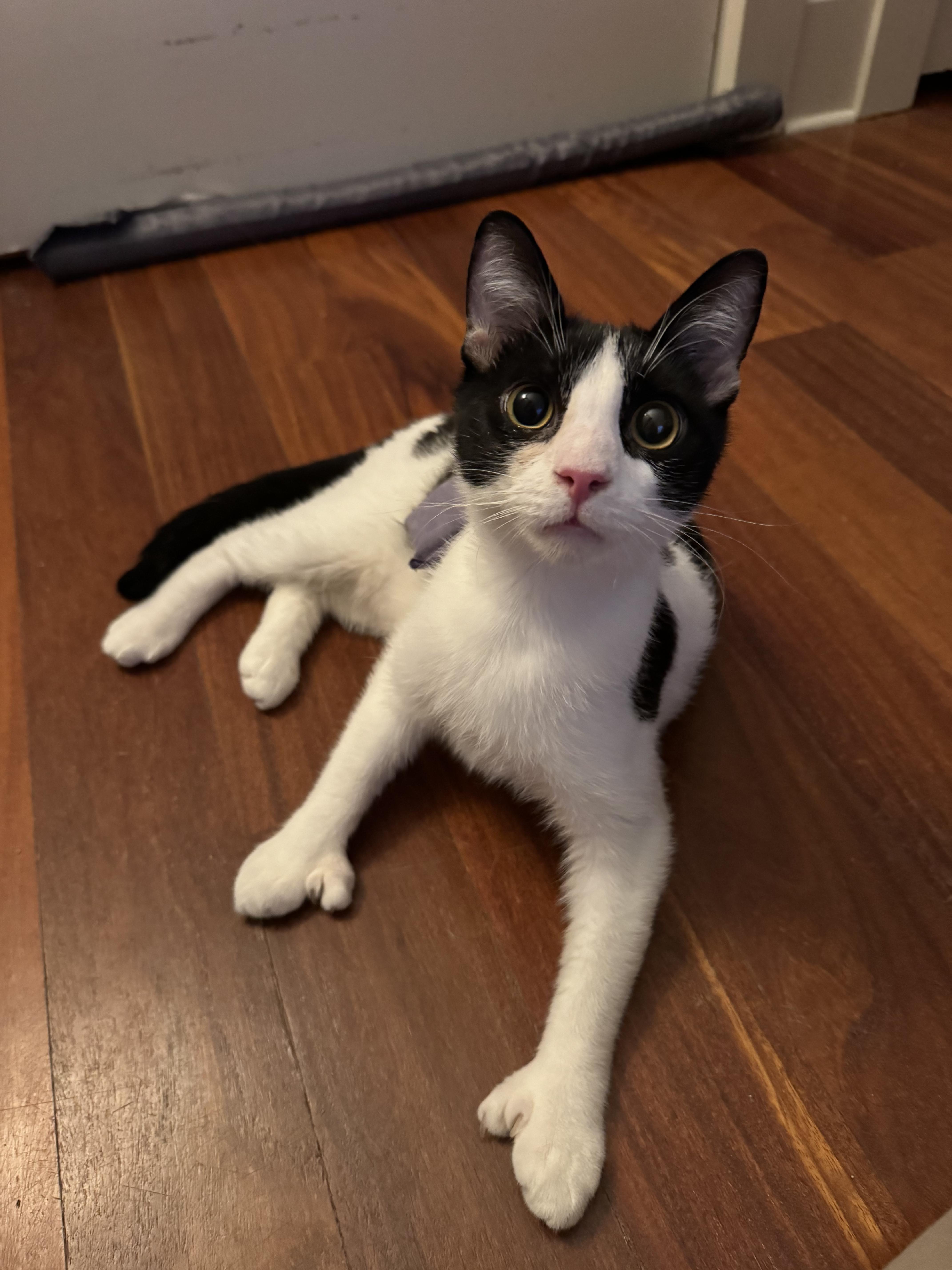 A young medium-sized male Black & White / Tuxedo American Shorthair cat named Adventure for adoption in Brooklyn, NY