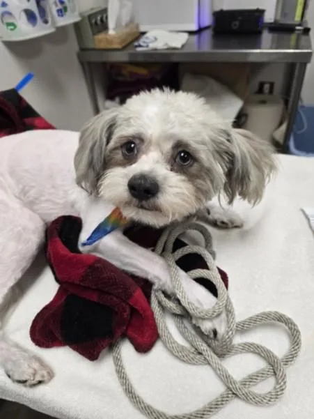 A young medium-sized male Poodle dog named Mario for adoption in Los Angeles, CA
