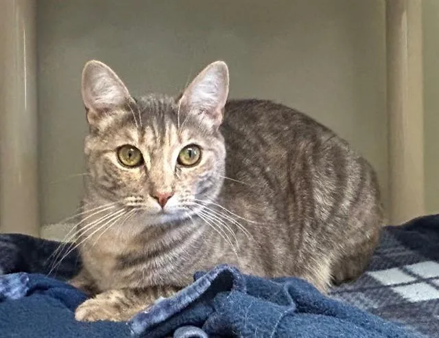 A young medium-sized female Domestic Medium Hair cat named Mimi for adoption in Salinas, CA