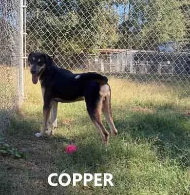 Copper thumbnail 2