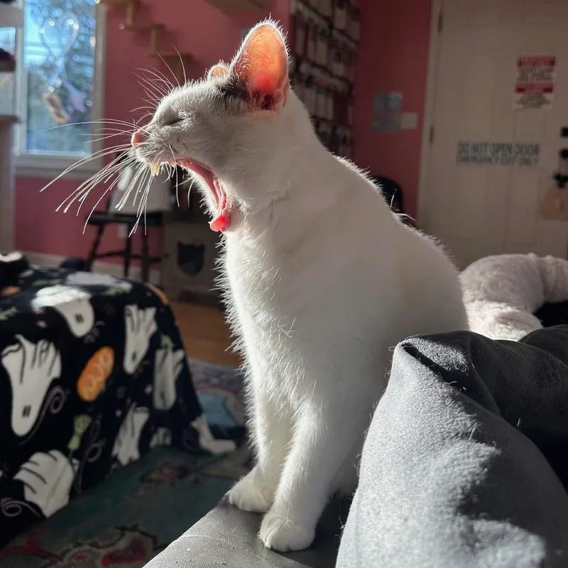 Purrnado thumbnail 2