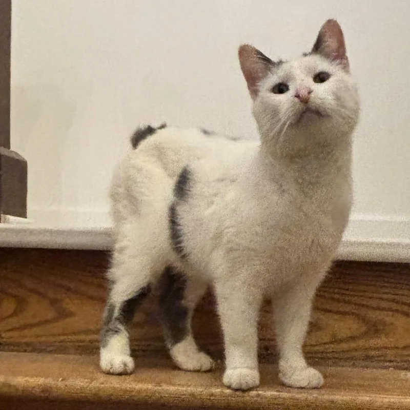 Purrnado thumbnail 3