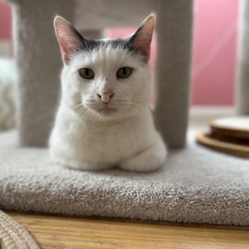 Purrnado thumbnail 4