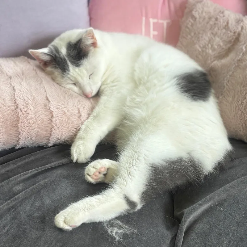 Purrnado thumbnail 5