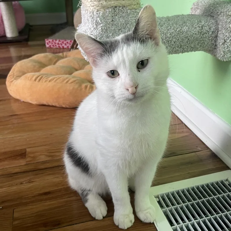 Purrnado thumbnail 6