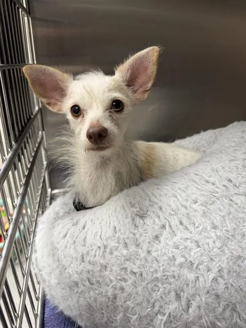 An adult small-sized female Chihuahua dog named Stella for adoption in Naples, FL