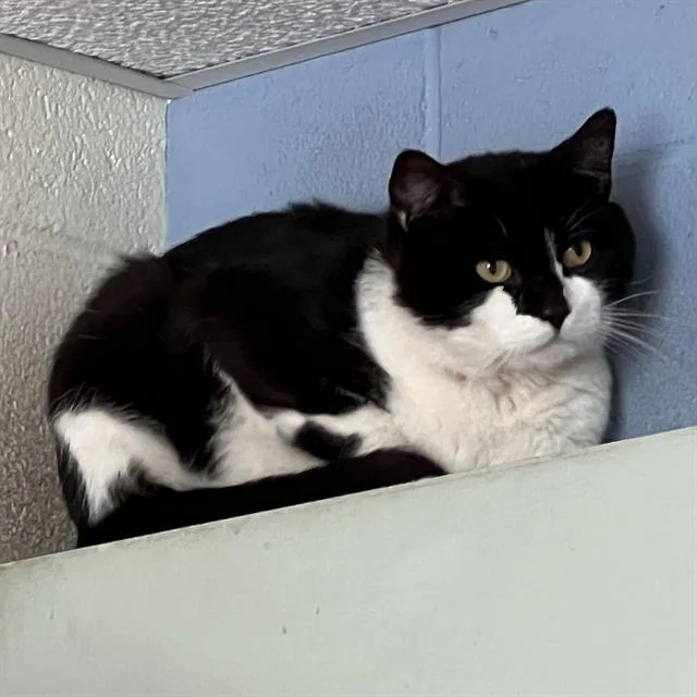 An adult medium-sized male Domestic Short Hair cat named Kong for adoption in Methuen, MA
