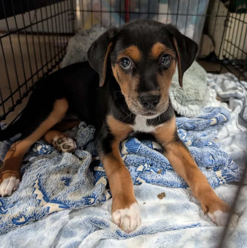 A baby small-sized female Beagle dog named Latte for adoption in Marietta, OH