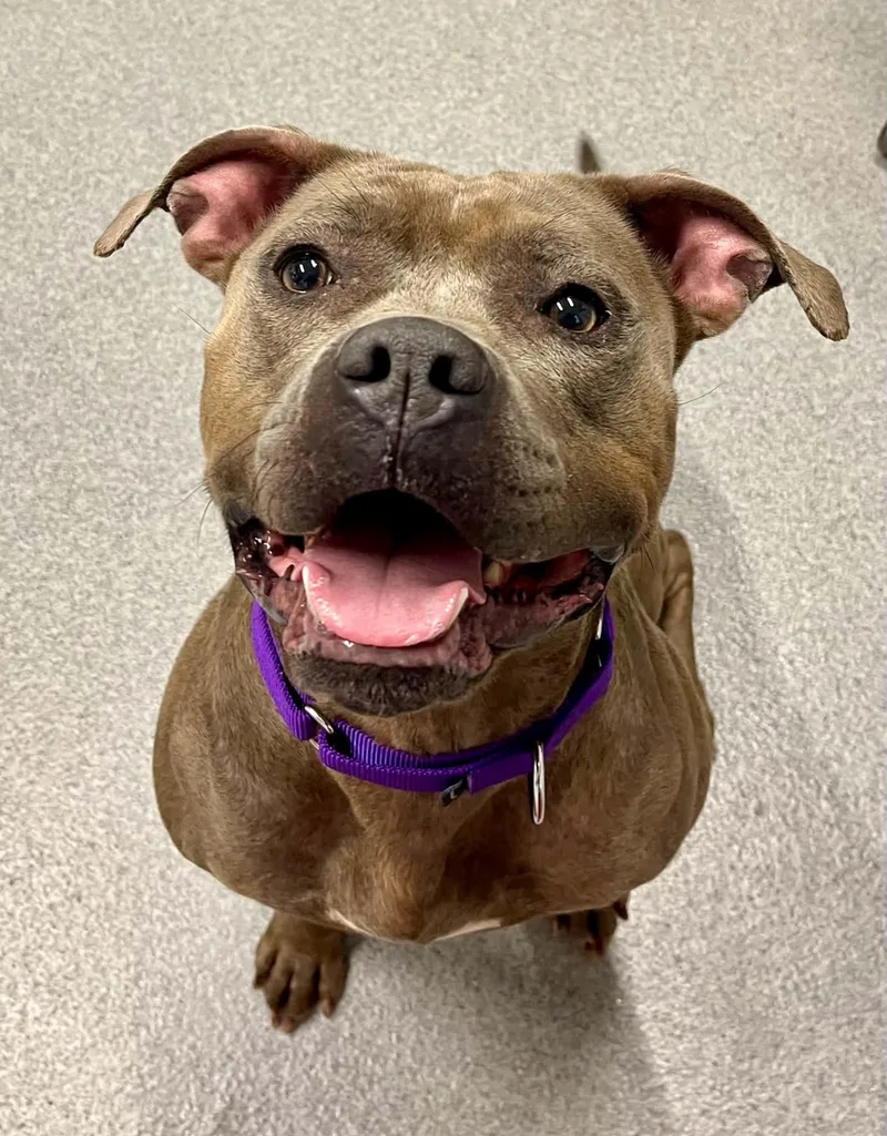 An adult medium-sized female Mixed Breed dog named Twila for adoption in Moundsville, WV