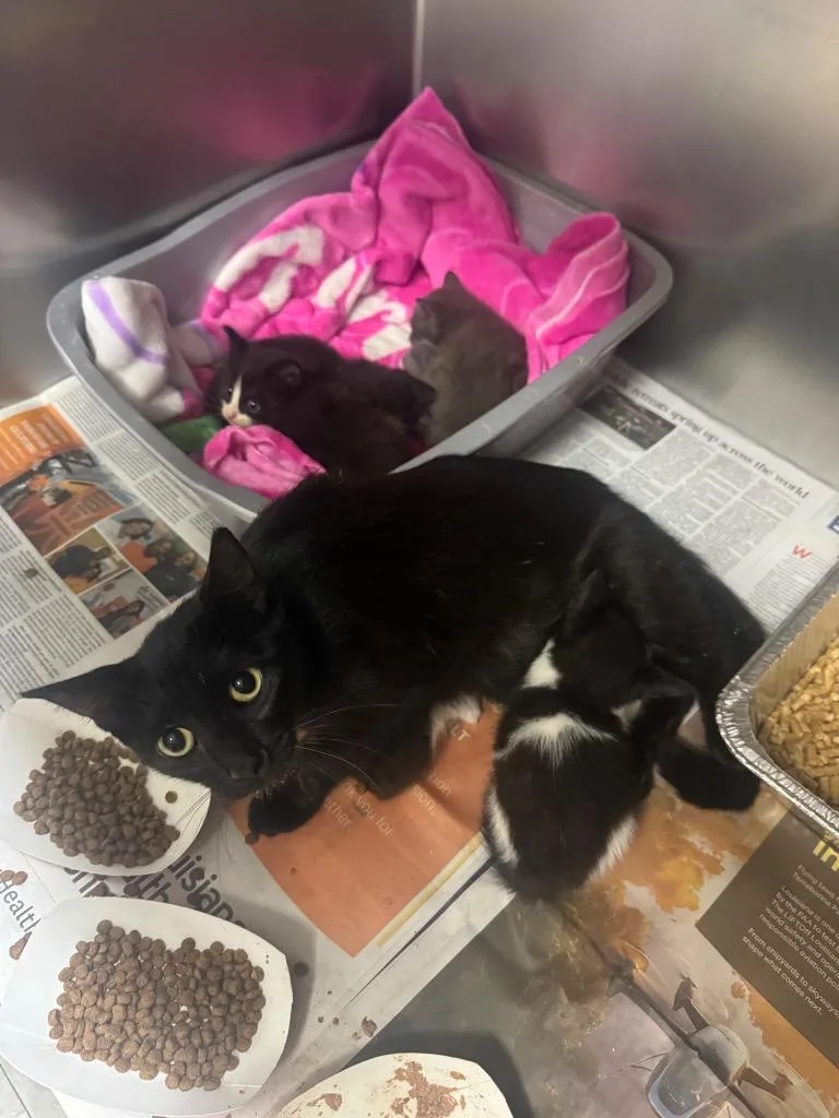 A baby medium-sized female Domestic Short Hair cat named Odette for adoption in Sorrento, LA