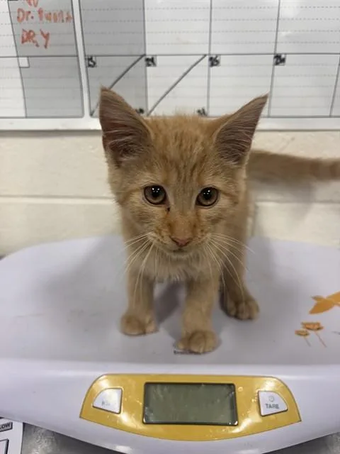A baby small-sized male Domestic Short Hair cat named Sombra for adoption in Upper Marlboro, MD