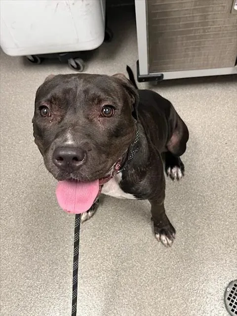 An adult large-sized female Pit Bull Terrier dog named Roseanne for adoption in Las Vegas, NV