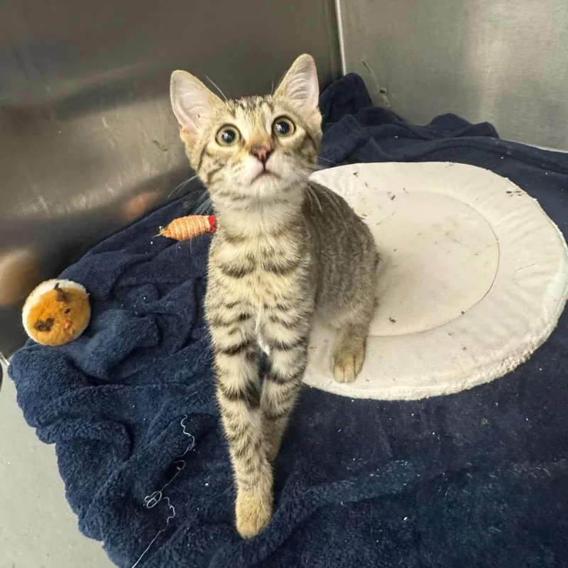A baby medium-sized female Brown / Chocolate Domestic Short Hair cat named CeCe for adoption in Los Angeles, CA