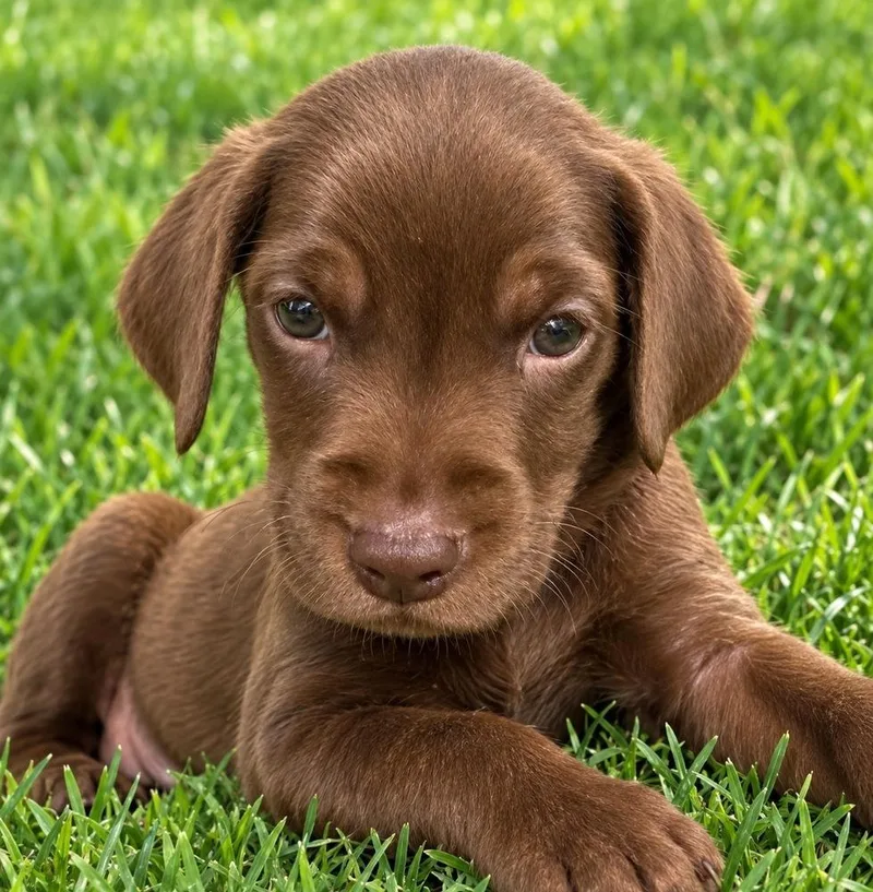 A baby medium-sized female Brown / Chocolate Labrador Retriever dog named Tootsie for adoption in Colorado Springs, CO