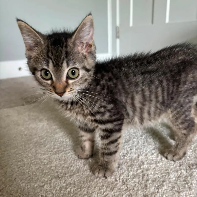 A baby small-sized female Brown / Chocolate Domestic Short Hair cat named Furby for adoption in Jarrettsville, MD