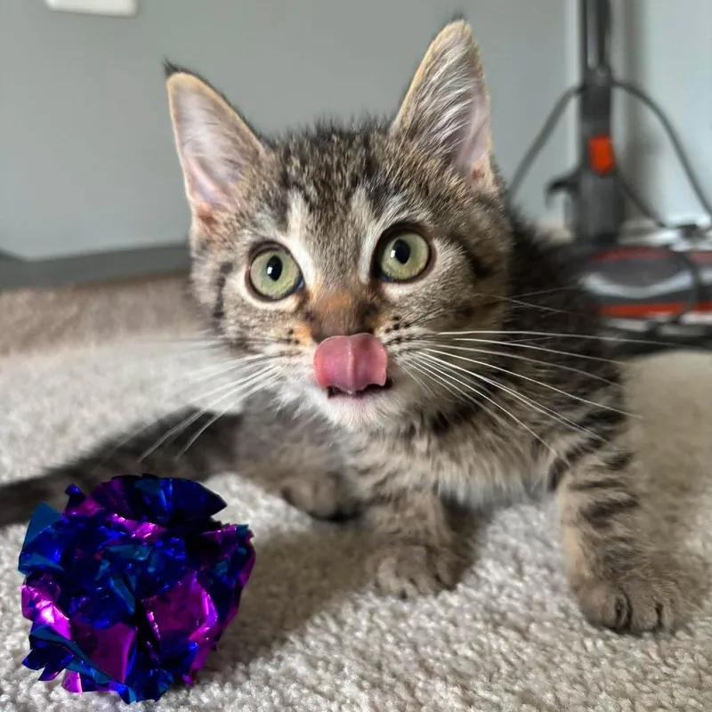 Furby thumbnail 3