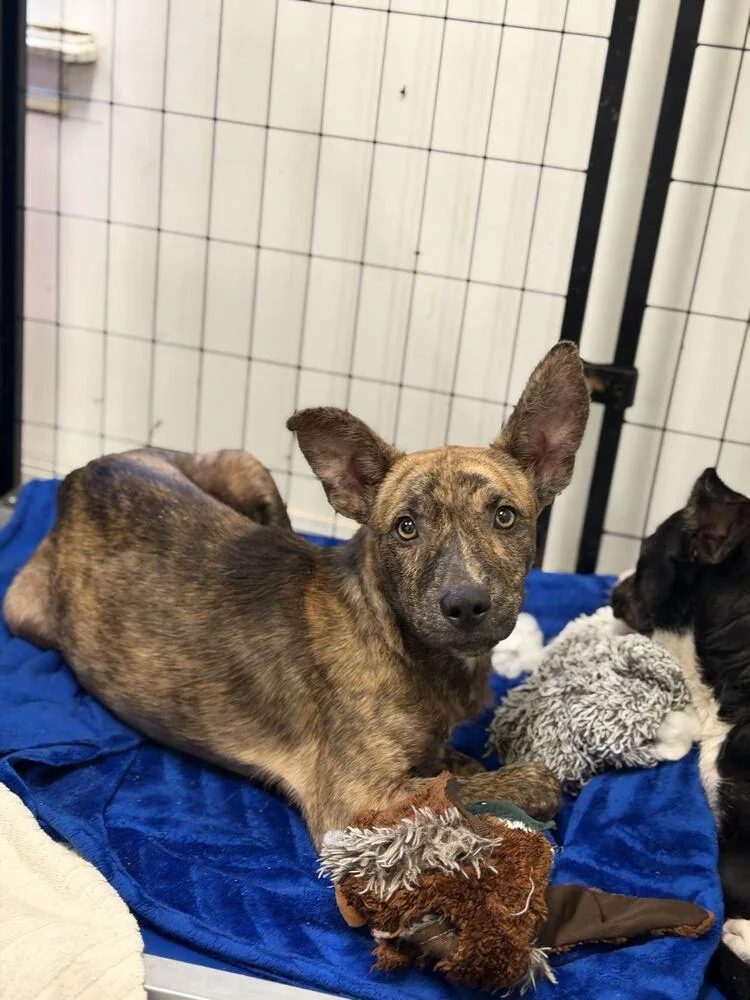 A baby medium-sized male Brindle Dutch Shepherd dog named Mickey for adoption in Lakeland, FL