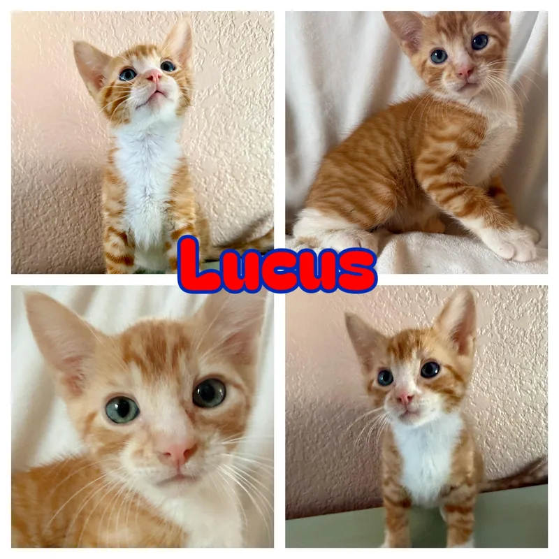 Lucas
