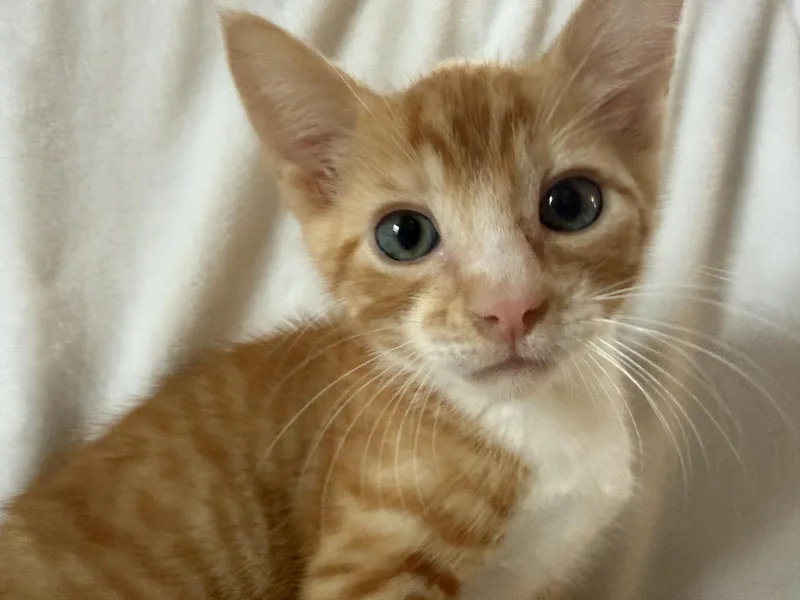 Lucas thumbnail 3