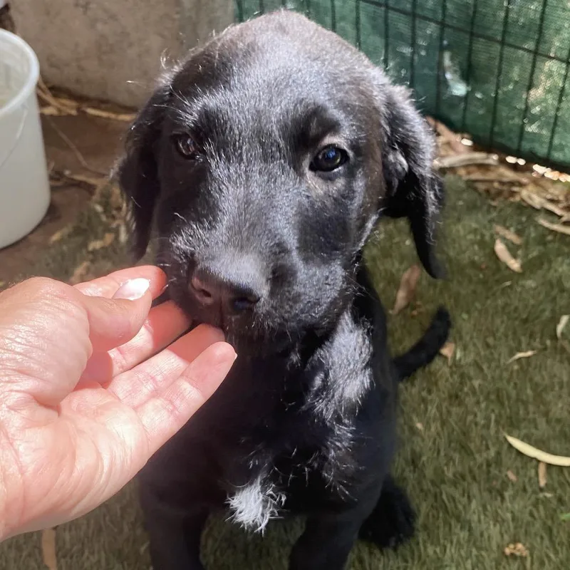 A baby medium-sized male Black Poodle dog named Christian for adoption in Escondido, CA