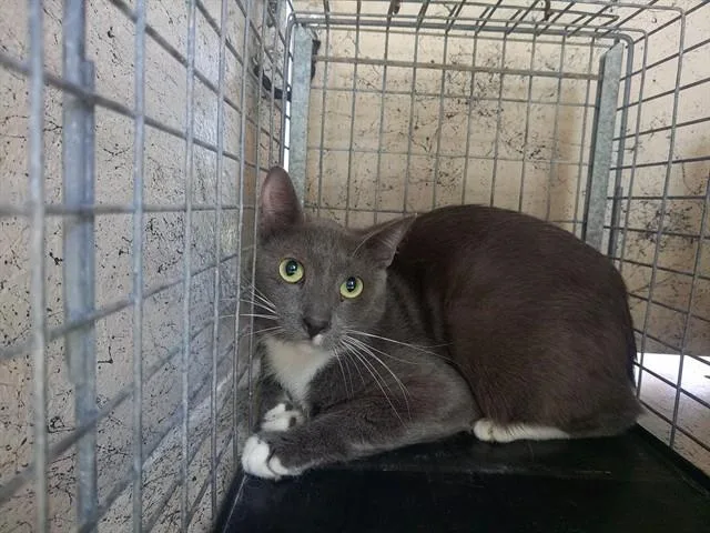 An adult large-sized male Domestic Short Hair cat named Pearl Jam for adoption in Fort Lauderdale, FL